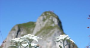 От камък съм