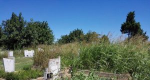 Общинското гробище в Павликени – змиярник