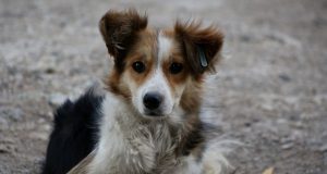 В Павликени разследват жестокост към куче