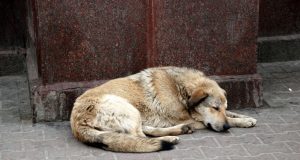 Община Павликени подписа договор за ограничаване популацията на бездомни кучета