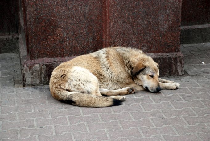 Община Павликени подписа договор за ограничаване популацията на бездомни кучета