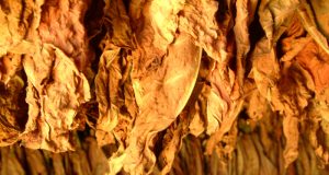 1,350 кг тютюн без бандерол са открити при проверка