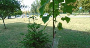 Поредната простотия в Павликени