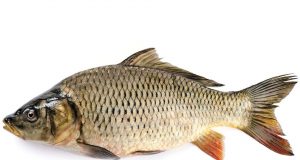 Бракониери действат като терористична група – връзки с Павликени