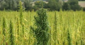 Служители на полицейското управление в Павликени задържаха двама наркоградинари