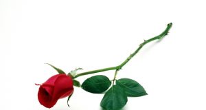 50 годишен юбилей ПК „Романтика“ гр. Павликени