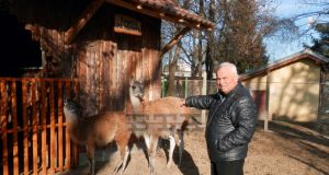 Три лами са най-новите животни в зоокъта в Павликени