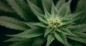 Домашна нарколаборатория откриха криминалисти