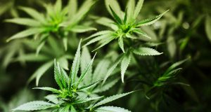 Антимафиоти откриха наркооранжерия в Павликени