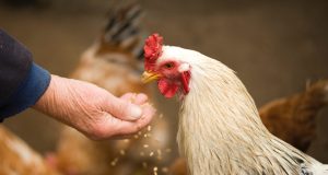 „Фураж Росица“ ЕАД