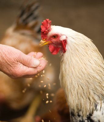 „Фураж Росица“ ЕАД