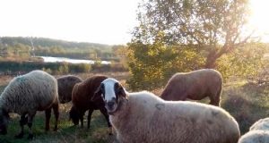 Продавам коч