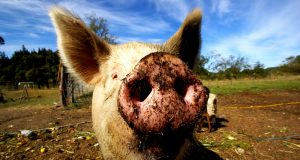 Приказка за тинята