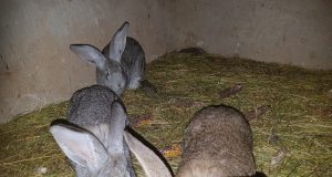 Продавам зайци