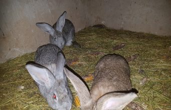 Продавам зайци