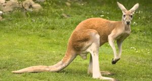 Австралийското кенгуру Томи