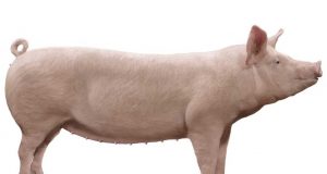 Продавам свиня