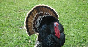 Пуйките не летят