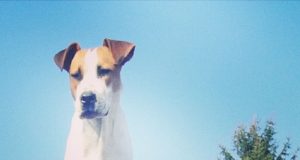 Търси се Арес