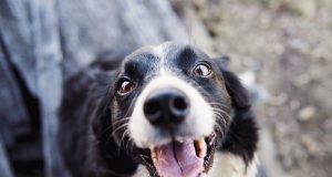 Все повече чужденци осиновяват куче от Павликени