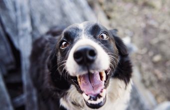 Все повече чужденци осиновяват куче от Павликени