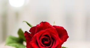 „Мамо“ – Дамян Дамянов