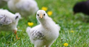 Търси да назначи селскостопански работници