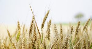 Пролетната сеитба в Търновско закъснява