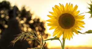 VII Конкурс за млади изпълнители на популярна песен с международно участие „Нека да е лято!”