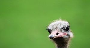 Павликени дава отговор на екзистенциалния въпрос „Кое е първо – яйцето или кокошката?“