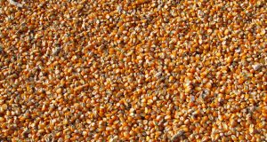 Продавам царевица