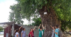 Вековна топола обозначиха павликенски ученици