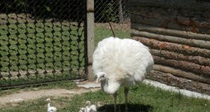 Шест птици нанду се измътиха в Зоокъта в Павликени