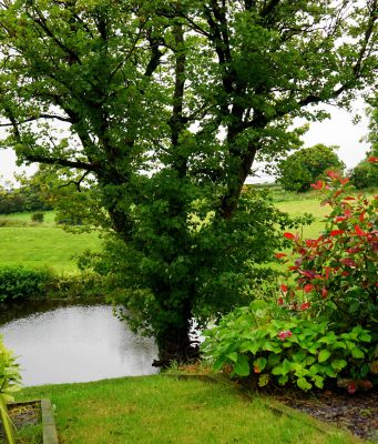 Озеленяване, поливни системи, вертикални градини