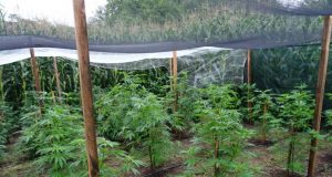 Иззеха над 33 кг канабис при проверка на имот в Бяла черква