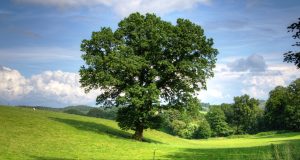 Природолюбители с петиция за запазване на българските гори