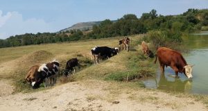 Продавам телета, юници, бикове, кози с ярета