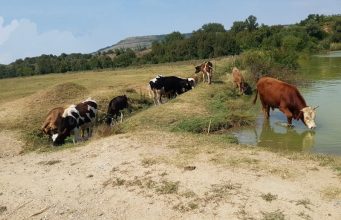 Продавам телета, юници, бикове, кози с ярета