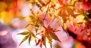 Фотоизложба, музика и офроуд за Есенния панаир в Павликени