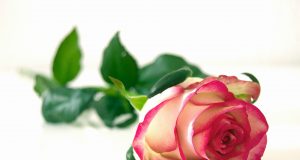 „Фидус – плант“ ООД