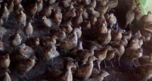 ЛРС-Павликени обогати ловните си полета с 1,600 фазана за месец