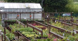 Разсадник „Петрови“