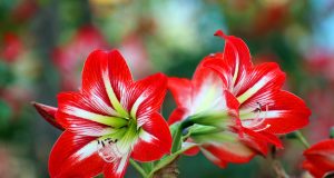 „Ангелско цвете“ ЕООД