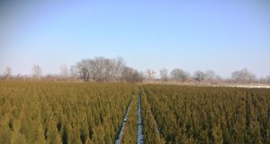 „Шаки“ ЕООД