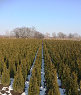 „Шаки“ ЕООД