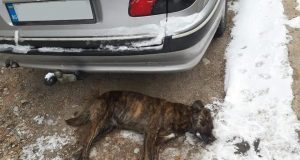 Изрод трови кучетата в Павликени