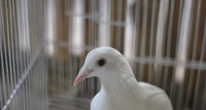 Моля те, … !!!