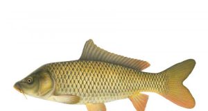 Наш Никулден