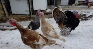 Продавам пуйки и пуяци