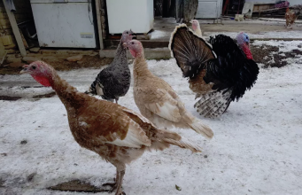 Продавам пуйки и пуяци